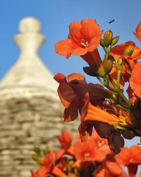 אוסטוני Trulli Di Ivana מראה חיצוני תמונה